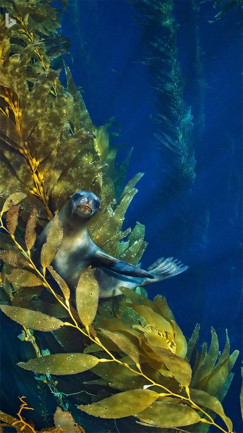 Kelp Forest, History Images, Sea Coral, Channel Islands, Great White Shark, Sea Lion, Drawing Images, Ocean Creatures, Underwater World