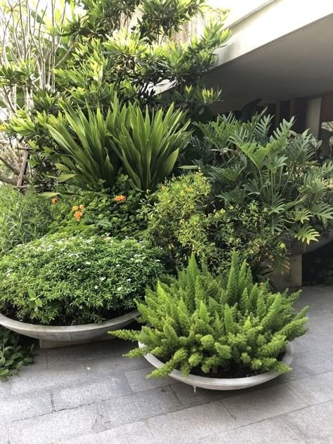 Tanaman Air, Tropical Garden Design, Modern Garden Design, Walled Garden, Plant Ideas, Outdoor Gardens Design, Tropical Landscaping, Back Gardens, Courtyard Garden