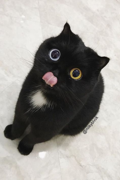 Cat With Blue And Yellow Eyes, Cat With Heart Eyes, Blue And Yellow Eyes, Black Cat With Blue Eyes, Blue Eye Cat, Blue Eyes Cat, One Eyed Cat, Cat With Blue Eyes, Japanese Cat