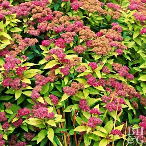 Spirea Bush, Cottage Garden Plan, Sloped Garden, Garden Shrubs, Blue Garden, Flowering Shrubs, Foliage Plants, Ornamental Grasses, Flowers Perennials