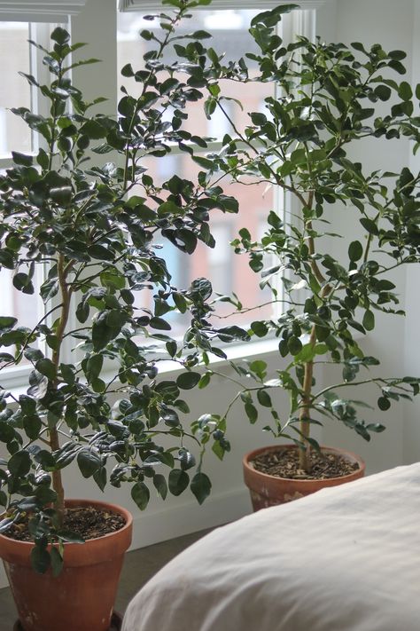 13 Things Nobody Tells You About Indoor Citrus Trees - Gardenista Yellow Skincare, Lemon Tree Potted, Citrus Tree Indoor, Indoor Lemon Tree, Skincare Texture, Kumquat Tree, Meyer Lemon Tree, Citrus Tree, Citrus Plant