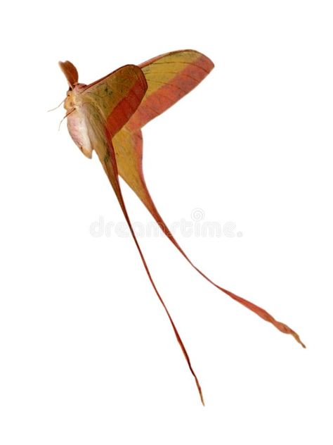 Butterfly moth. A long tail silkworm moth on white background , #Aff, #long, #moth, #Butterfly, #tail, #background #ad Butterfly With Long Tail, Long Tail Burnet Moth, Butterfly With Tail, Long Tail Butterfly, Moth In Flight, Moth Flying, Silkworm Moth, Moth Fly, Moth Butterfly