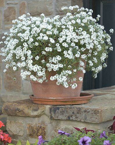 Annual Flower Beds, Curbside Appeal, Front Porch Flower Pots, Snow Plant, Full Sun Flowers, Beautiful Gardens Landscape, Front Porch Flowers, White Flower Pot, P Allen Smith