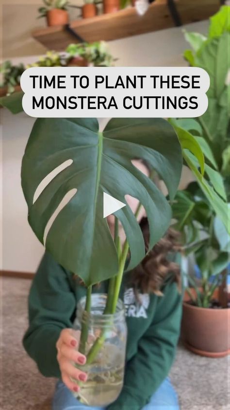 * hallway ideas upstairs, hallway ideas panelling, hallway ideas storage... Monstera Plant Care, Green Hallway, Storage Hallway, Household Plants, Plant Care Houseplant, Plant Hacks, Inside Plants, Patio Wall, Growing Plants Indoors