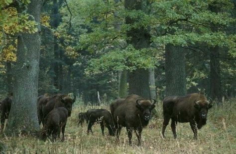 Białowieża - thought of as the crown jewel of Poland’s national parks - is Europe’s last remaining primaeval forest, and dominated by massive oak trees dating... European Bison, Bialowieza Forest, Wildlife Reserve, Oak Forest, Destination Ideas, Belarus, Bird Species, Lake District, Unesco World Heritage