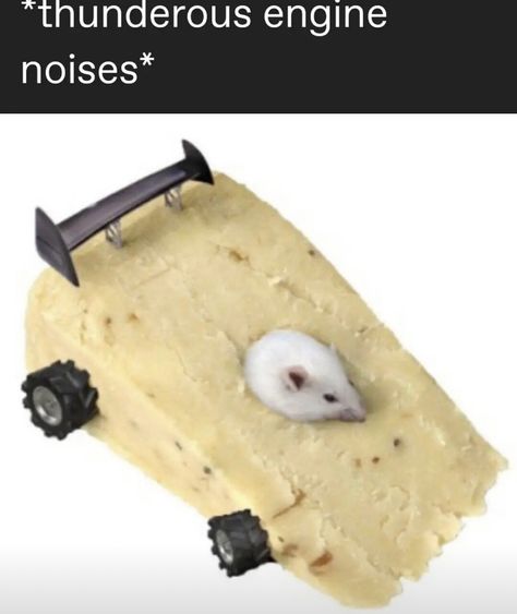 Cheese Meme, Funny Rats, Cute Rats, Silly Animals, Hamsters, Rodents, Really Funny Pictures, Mice, Rats