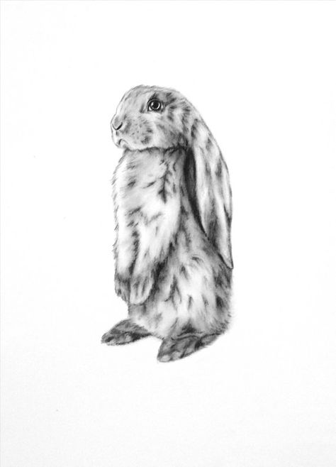 English Lop Bunny Lop Eared, Desert Rabbit, Sketch Rabbit, Velveteen Rabbit Quote, Drawing Bunny, Rabbit Sketch, Bunny Sketch, English Lop, Tattoo English