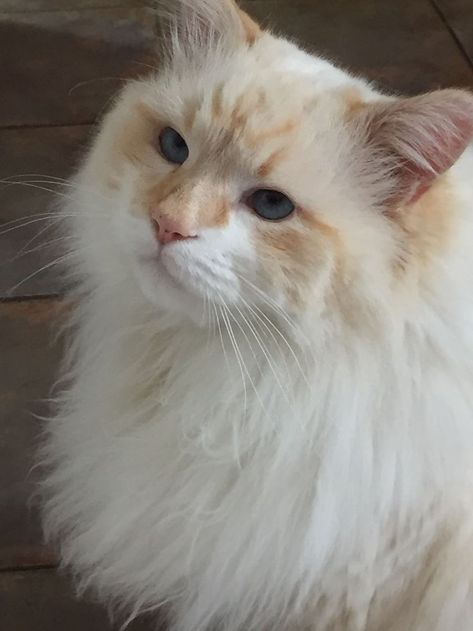 All About Flame Point Ragdoll Cats | Cute Ragdoll Cats Aesthetics Pet Claims, Ragdoll Cat Aesthetic, Flame Point Ragdoll, Blond Cat, Mitted Ragdoll, Cats Facts, Flame Point, Ragdoll Cat Breed, Orange And White Cat