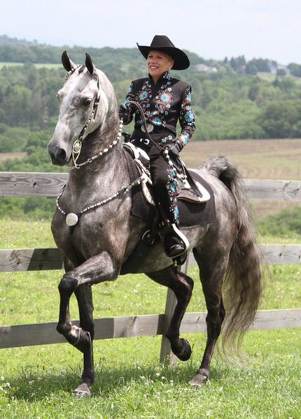 Western saddlebred American Saddlebred Horses Pictures, Fancy Cowboy, American Saddlebred Horses, American Saddlebred, Western Tack, Dream Horse, Western Pleasure, Grey Horse, Most Beautiful Animals