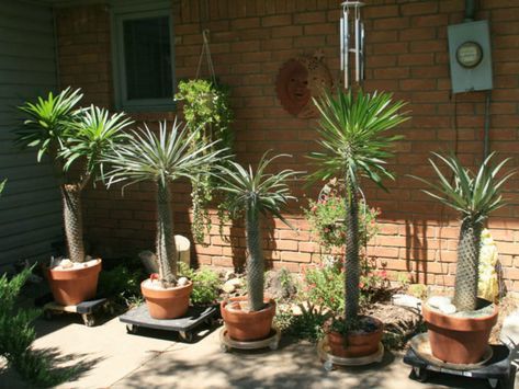 Madagascar Palm, Succulent Tree, Door Jam, Root Rot, Succulent Gardening, Drought Tolerant Plants, Agaves, Desert Plants, Cactus Y Suculentas