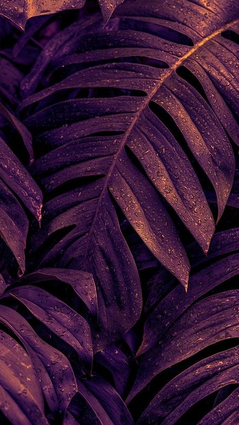 Iphone Wallpaper Tropical, Deliciosa Plant, Leaves Wallpaper Iphone, Dark Background Wallpaper, Blue Wallpaper Iphone, Lovely Flowers Wallpaper, Leaf Texture, Purple Wallpaper Iphone, Monstera Plant