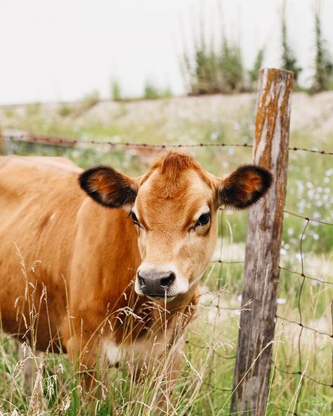 Polyamorous Wedding, Cows Photography, Ranch Photography, Munchkin Kitten, Cow Pasture, Cow Photography, Beef Sticks, Jersey Cow, Cow Pictures