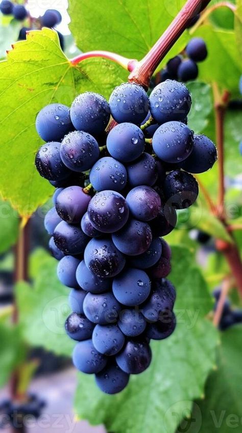 AI Generative Vitis vinifera grape vine dark blue ripe fruits Grapes On The Vine, Food References, Grocery Market, Rainbow Fruit, Fruit Bat, Ripe Fruit, Coastal Gardens, Purple Grapes, Juicy Fruit