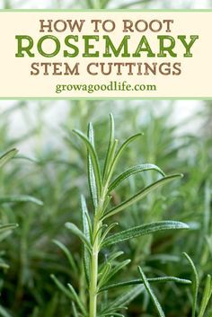 How To Root Rosemary Cuttings, Rooting Rosemary Cuttings, Growing Plants From Cuttings, Rosemary Cuttings, Rosemary Plant Care, Propagate Rosemary, Herb Growing, Propagate Plants, Growing Rosemary