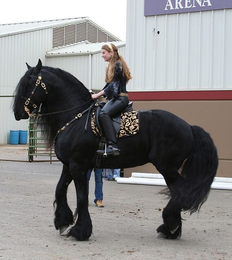 Friesian Horses, Big Horses, Black Horses, Most Beautiful Horses, Friesian Horse, Majestic Horse, All The Pretty Horses, Horse Crazy, Draft Horses