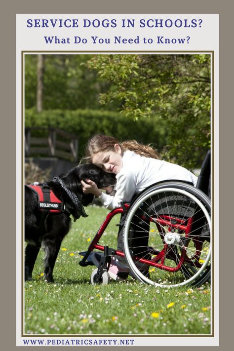 Service Dogs in Schools? What Do You Need to Know?  There are many questions around the use of Service Dogs by children in schools. Are there risks? Do the pros outweigh the cons? Read more about this before it becomes an issue in your child's school Service Dog Gear For School, Fear Of Dogs, Psychiatric Service Dog, Puppy Tips, Kennel Ideas, Service Dogs Gear, Service Dog Training, Puppies Tips, Dog School