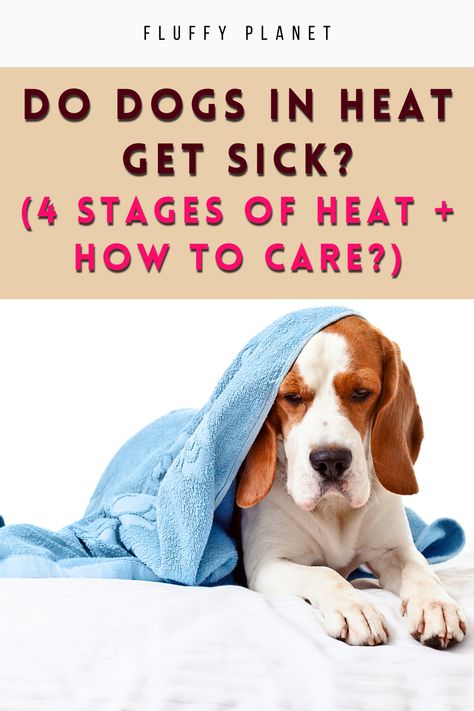 Owning an unspayed female dog comes with unique responsibilities, especially during her heat cycle. This natural process raises a question: How can I best care for her?Keep reading to delve into the intricacies of heat cycles and address your concerns. Heated Dog Kennel, Heat Exhaustion In Dogs, Diy Dog Diaper Female In Heat, Dog Heat Cycle, Dog Heat, Female Dog In Heat, Dog In Heat, Diy Dog, Dog Behavior