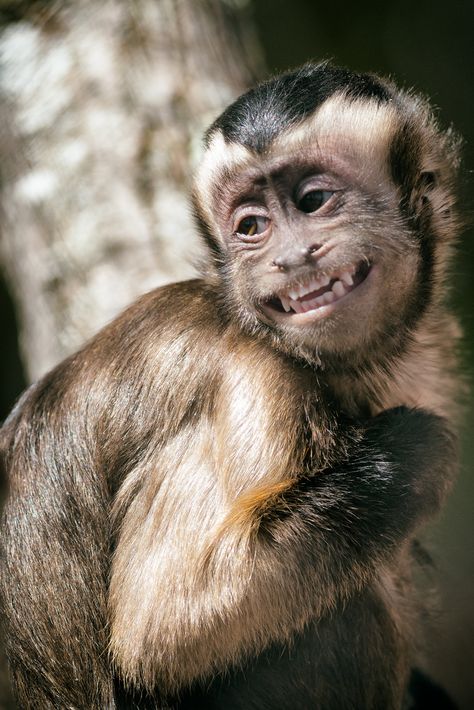 Aesthetic Monkey, Monkey Aesthetic, Monkey Types, Types Of Monkeys, Animal Photography Wildlife, Capuchin Monkey, Animal Action, Monkey Pictures, Great Ape