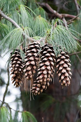 Christmas Garden Decorations, Blue Pine, Acacia Tree, Winter Beauty, White Pine, Seed Pods, Bhutan, Pine Trees, Pine Cone