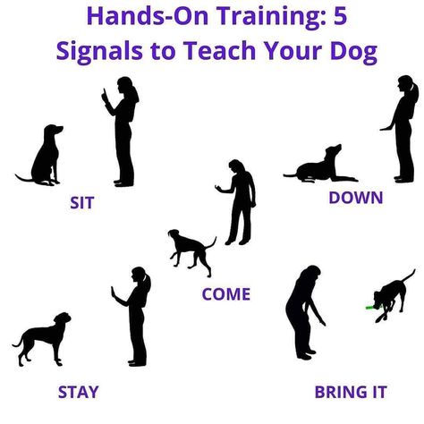 Dog Hand Signals, Brain Game, Service Dog Training, Dog Training Advice, Dog Brain, Puppy Training Tips, Dog Training Videos, Dog Training Techniques, Best Dog Training