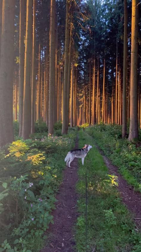 Hiking With Husky, New Life Aesthetic, Small Town Aesthetic, Red Husky, Town Aesthetic, 2025 Mood, Dragon Year, Hiking Aesthetic, Dog Adventure