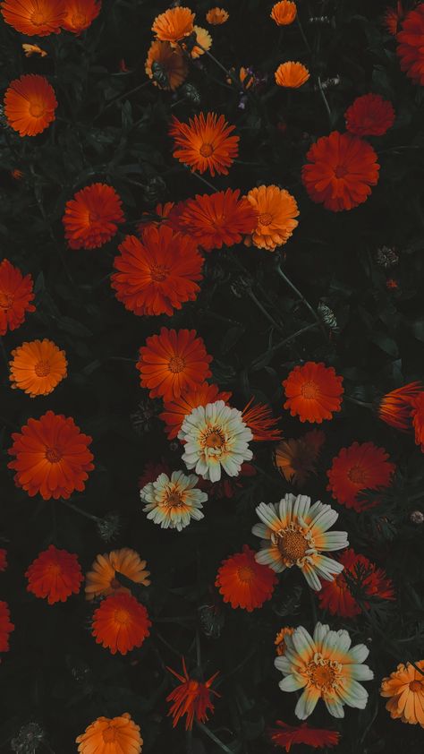 Mums Wallpaper Iphone, September Flower Wallpaper, End Of Summer Iphone Wallpaper, Rust Wallpaper Aesthetic, Fall Florals Iphone Wallpaper, Moody Floral Wallpaper Iphone, Floral Fall Wallpaper, Halloween Flowers Wallpaper, Fall Painting Wallpaper