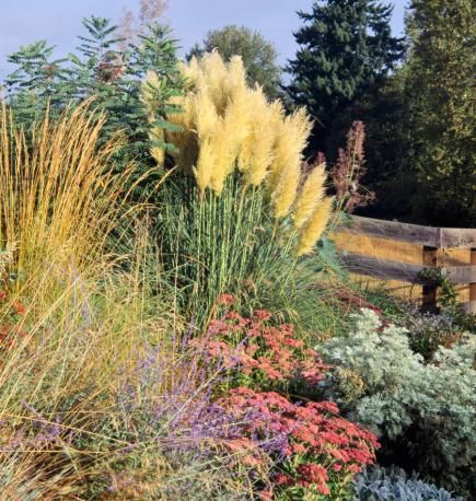 Pampas Grass - Tall with feathery plumes.  There are white, this natural color and pink.  Grows quite well in hotter climates. Ornamental Grass Landscape, Grasses Landscaping, Front Landscaping, Grasses Garden, Patio Landscaping, Ornamental Grasses, Landscaping Plants, Shade Garden, The Ranch