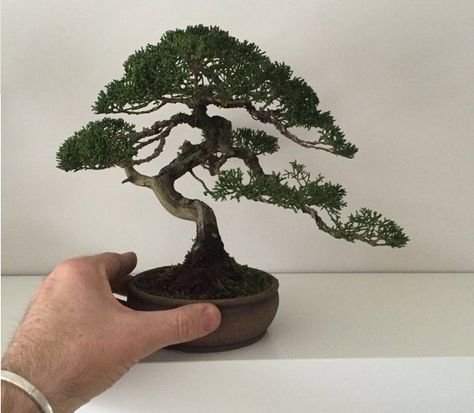 Bonsai Size Classification Chart and Guide - Bonsai Sanctum Japanese Florals, Bonsai Drawing, Bonsai For Beginners, Bonsai Indoor, Bonsai Tree Tattoos, Buy Bonsai Tree, Bonsai Mame, Bonsai Trees For Sale, Bonsai Pruning