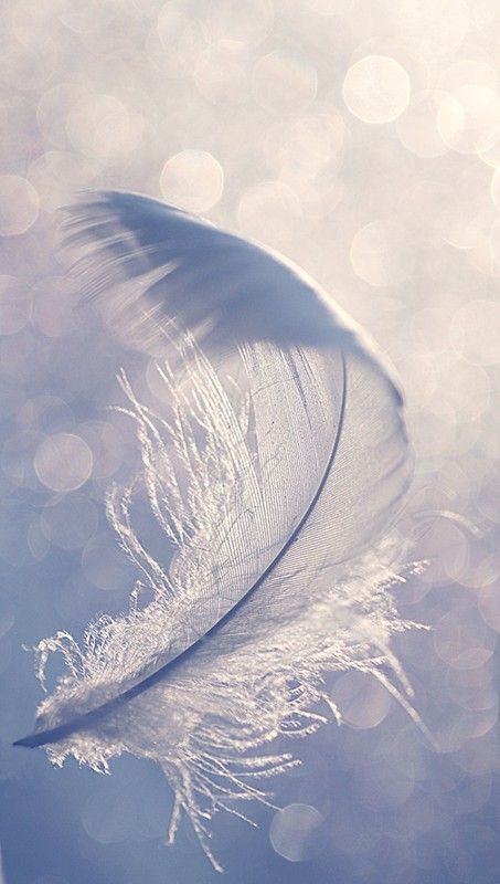 luftige Feder - airy feather | luftige Feder - airy feather | Flickr White Feathers, Guardian Angel, Feathers, Floating, Mood Board, Angeles, Vision Board, Birds, Angel