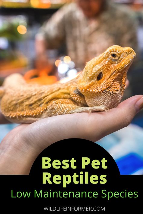 If you are thinking about getting a pet reptile you may be wondering which species are the most low maintenance. Low maintenance pets are great for beginners or even experienced owners who might not have enough time during the day to care for fussier reptiles. We show you our top 10 picks for low maintenance reptiles that make great pets. #exoticpets #reptiles #reptilepets Easy Reptile Pets, Tegu Lizard Pets, Beginner Reptiles Pets, Plants For Crested Geckos, Reptile Pets, Pet Reptiles, Monitor Lizard Pet, Breeding Leopard Geckos, Low Maintenance Pets