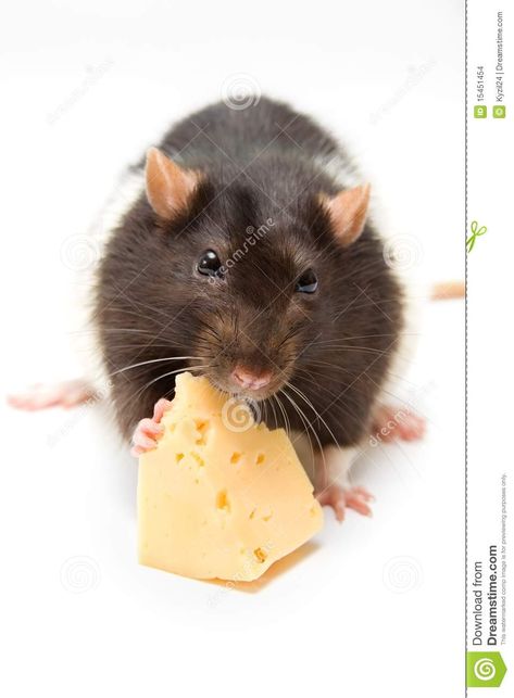 Rat eating cheese. Isolated on white #Sponsored , #eating, #Rat, #cheese, #Isolated, #white Rat Eating Cheese, Rat Eating, Christmas Nativity Images, Naruto Pictures, Rats, Shirt Ideas, Aesthetic Pictures, Stock Images, To Share