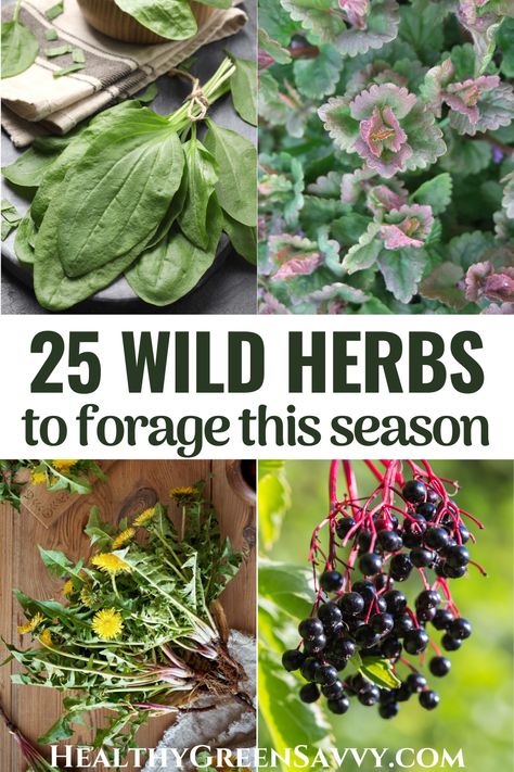 Edible Roots, Witchy Herbs, Foraging Guide, Learning Herbs, Medicinal Wild Plants, Medicinal Weeds, Medicine Garden, Backyard Spa, Nomadic Life