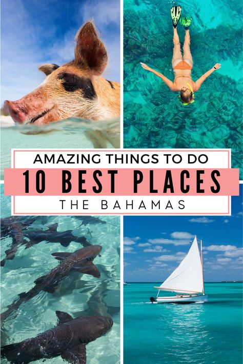 Russell Island Bahamas, What To Do In The Bahamas, Exuma Pigs, Bahamas Pigs, Swimming With Pigs, Vacation Bahamas, Bahamas Travel Guide, Bahamas Trip, Pig Island