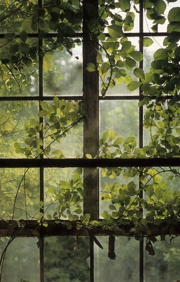 Green Academia, Dark Green Aesthetic, Green Forest, Window View, Nature Aesthetic, Green Aesthetic, 그림 그리기, Lock Screen Wallpaper, Secret Garden