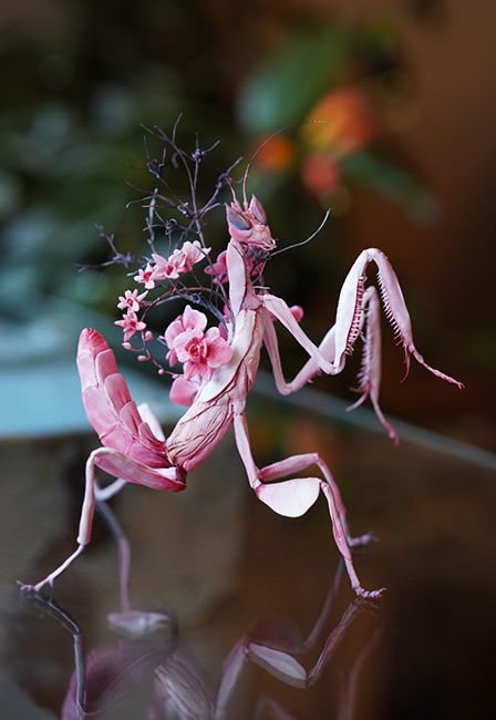 Praying Mantis Sculpture, Rare Insects, Ellen Jewett, Tiki Ideas, Pretty Bugs, Avatar Ocs, Pink Moth, Orchid Mantis, Cute Fantasy Creatures