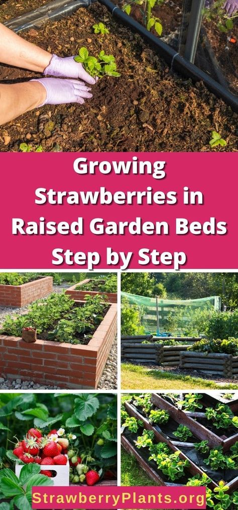 Raised Strawberry Beds, Blueberries Growing, When To Plant Strawberries, How To Grow Strawberries, Grow Strawberries, Strawberry Beds, Berry Garden, Elevated Gardening, Strawberry Garden