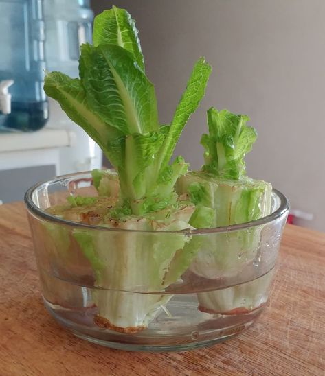 How to Grow Romaine Lettuce From Cuttings | Dengarden Regrow Lettuce Romaine, Regrowing Romaine Lettuce, How To Regrow Lettuce, Grow Romaine Lettuce, Lettuce In Containers, Regrow Lettuce, Romaine Lettuce Growing, Growing Lettuce Indoors, Patio Gardening