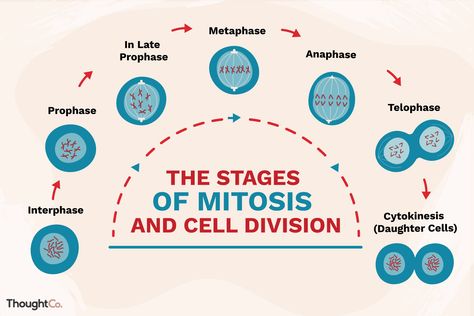 This guide to the phases of mitosis explores how cells reproduce. In mitosis, chromosomes are duplicated and divided evenly between two cells. Mitosis Drawing, Mitosis Project, Mitosis Notes, Mitosis Diagram, Biology Mitosis, Mitosis Worksheet, Mitosis Activity, Stages Of Mitosis, Mitosis And Meiosis