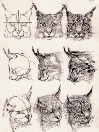 lynx head - middle right, maybe if it was looking up? Lynx Drawing Sketch, Lynx Cat Drawing, Lynx Sketch, Bobcat Drawing, Lynx Drawing, Draw Cats, Pencil Drawings Of Animals, History Painting, Animal Sketches