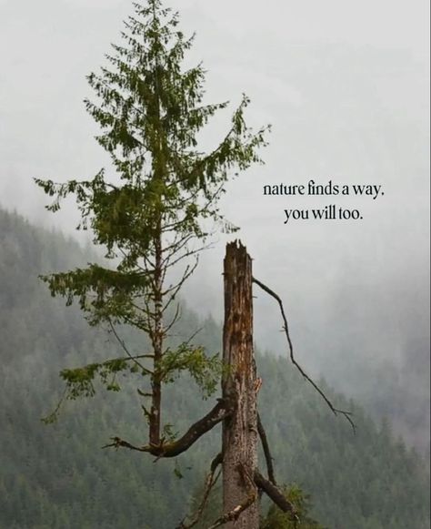 777 Nature Finds A Way, Quotes To Keep Living, Environmental Quotes, Quotes About Nature, Quotes Nature, Unspoken Words, Wallpaper Pastel, About Nature, You Have No Idea