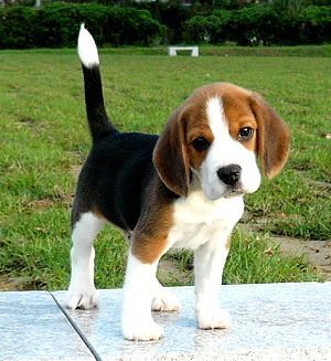 Here are a few things to expect when adopting a Beagle puppy. Begal Puppies, Cute Beagles, 강아지 그림, Beagle Puppy, Beagle Dog, Welsh Corgi, A Puppy, Baby Dogs, Training Your Dog