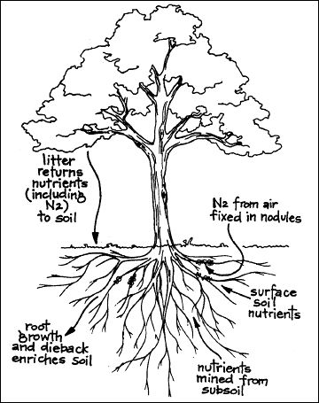 Roots Drawing, Nitrogen Fixing Plants, Nitrogen Fixation, Natural Farming, Permaculture Design, Redwood Tree, Aquaponics System, Forest Garden, Farm Design