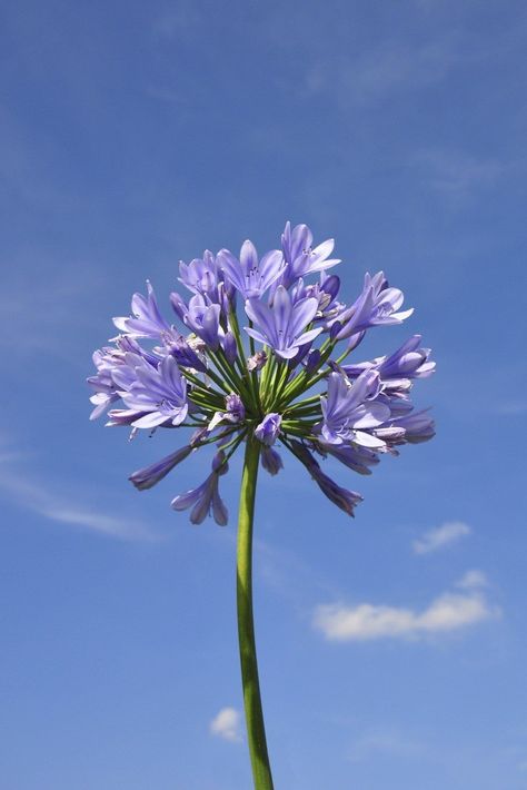 Agapanthus Flowering: Bloom Time For Agapanthus Plants Agapanthus Blue, Agapanthus Plant, Agapanthus Africanus, African Lily, Purple Flowers Wallpaper, Lily Plants, Flowers Blooming, Garden Route, Healthy Garden