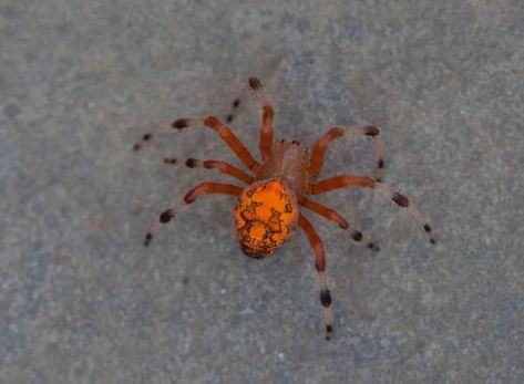 Bright orange spider - Araneus marmoreus Spider Squad, Cool Creatures, Spidersona Art, Spider Sona, Spider Pictures, Vibe Board, Orange Spider, Dungeon Tiles, Orange Dots