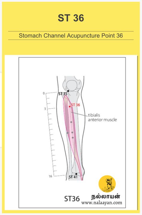 ST 36 Acupuncture Point Acupuncture Point, Acupuncture Points, Acupressure Points, Reflexology, Acupressure, Acupuncture, How To Know, Healing, Energy