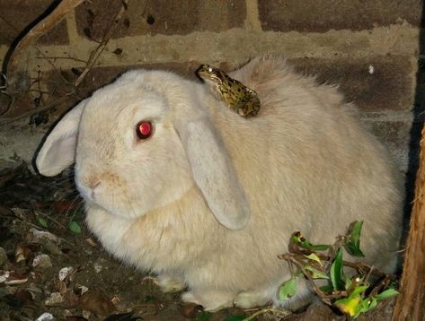 rabbit and frog A Frog, White