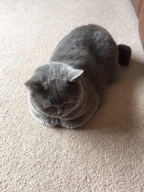 British Short Hair Cats Grey, Scottish Fold Kittens, British Shorthair Kittens, Dream's Cat, Grey Kitten, Short Hair Cats, British Shorthair Cats, Gray Cat