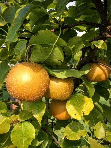 https://flic.kr/p/2hk5dNY | Homegrown Asian Pears Korean Pear, Pear Varieties, Asian Pears, Asian Pear, Garden Organization, Pear Trees, Beautiful Fruits, Pear Tree, Stir Fries