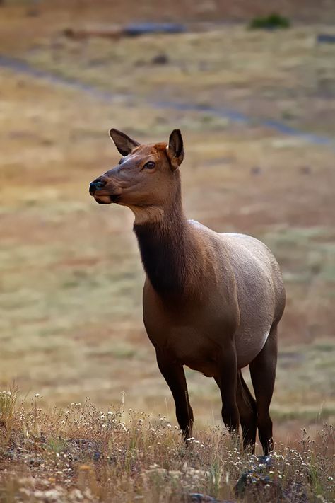 Elk cow in Yellowstone National Park, Wyoming Vampire Deer, Nz Animals, Cow Elk, Elk Pictures, Moose Deer, Bull Moose, Bull Elk, Cow Pictures, Deer Family