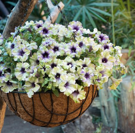 New Petunia AMAZONAS™ Plum Cockatoo Petunia won the "People's Choice" Green Thumb Award for 2024. AMAZONAS™ Plum Cockatoo Petunia is NGB member Danziger Annuals & Perennials brand-new petunia that brings a bit of the rainforest to gardens everywhere. Lush, green hues pair with vivid, tropical purples to create a truly unique petunia. This unique variety brings a calming backdrop of natural color that pairs well with foliage plants in the garden. Petunia Hanging Baskets, Balcony Railing Planters, Heat Tolerant Plants, Railing Planters, Plant Varieties, Patio Pots, Basket Planters, Green Fruit, Garden Products